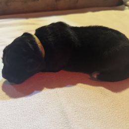 Boy 2 - male Karakachan puppy in Franklin, Pennsylvania from Harvest Plantation