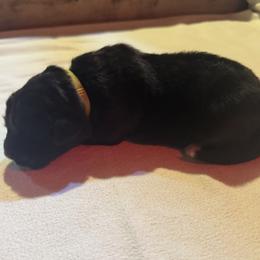 Boy 2 - male Karakachan puppy in Franklin, Pennsylvania from Harvest Plantation
