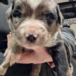Cousin Eddie - Blue merle male Australian Shepherd puppy in Almo, Kentucky from Riley's Paw Pals
