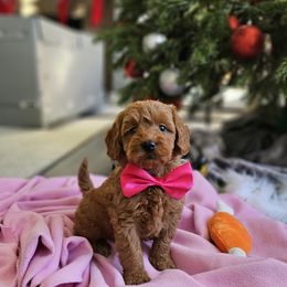 Labradoodle Puppies from Sashasdoodles