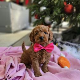 Labradoodle Puppies from Sashasdoodles