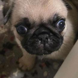 Boy 2 lighter fawn - Fawn male Pug puppy in Gaffney, South Carolina from Sunset Farms