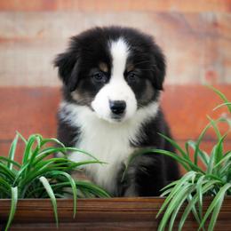Grace - Black tri-color female Australian Shepherd puppy in Belton, Texas from Brilliant Beautiful Australian Shepherds