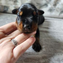 Shimmer - Black and rust female Doberman Pinscher puppy in Robinson, Pennsylvania from Makkr Ridge Dobermans LLC