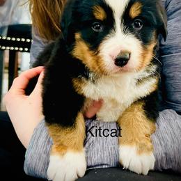Kit-Kat - Black rust and white female Bernese Mountain Dog puppy in Strasburg, Ohio from Lois Allison