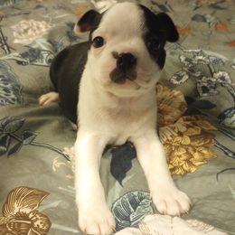 Boston Terrier Puppies from Lotus Life Puppies