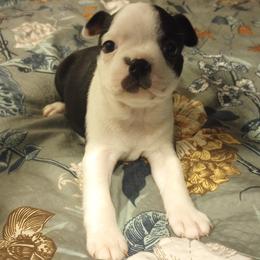 Boston Terrier Puppies from Lotus Life Puppies