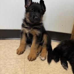 Hopper - Black and red male German Shepherd puppy in New York from Spitze German Shepherds