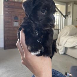 Miniature Schnauzer Puppies from Kelli Palmer