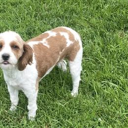 Bernedoodles, Cavapoos, and Goldendoodles from Iowa Heartland Doodles