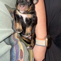 Clove - Black tri female Miniature American Shepherd puppy in Minden, Louisiana from Ironwood Creek