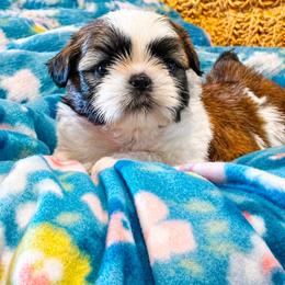 Peach - Red and white female Shih Tzu puppy in North Carolina from WillowCreek Mountain View Shih Tzu