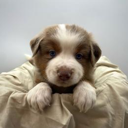 Milo (Natural Tail) - Red merle male Miniature Australian Shepherd puppy in Liberty, South Carolina from Alexander Canines