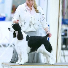 Britney - English Springer Spaniel