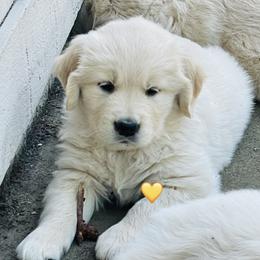 Miss Yellow - Light golden female Golden Retriever puppy in Carmichael, California from Sadie Lane Family Goldens