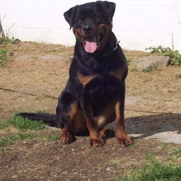 Rottweiler All Grown Up from Vom Wesburg Rottweilers