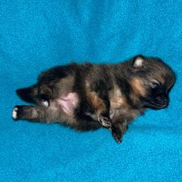 Pepper - Orange sable female Pomeranian puppy in Zavalla, Texas from Precious Puff Poms
