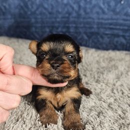 Pup 1 - Black and tan male Yorkshire Terrier puppy in Polk City, Florida from Yorkies by Casey