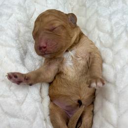 Apricot abstract female micro - Red female Bernedoodle puppy in Crete, Illinois from Plum Valley Pups