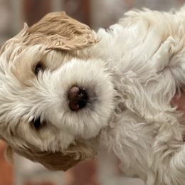 Girl 4 - Parti Goldendoodle puppy in Walker, Louisiana from Southern Oaks Goldendoodles