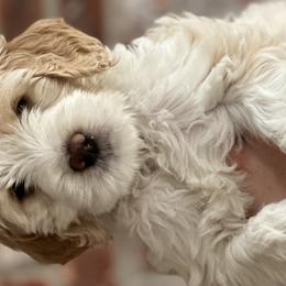 Girl 4 - Parti Goldendoodle puppy in Walker, Louisiana from Southern Oaks Goldendoodles