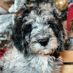 Double Doodles and Goldendoodles from Coral Gables Doodles