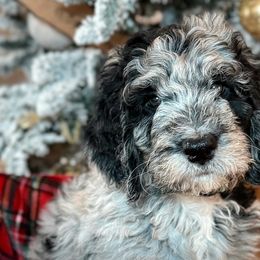 Double Doodles and Goldendoodles from Coral Gables Doodles