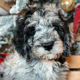 Double Doodles and Goldendoodles from Coral Gables Doodles
