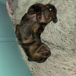 Dachshund Puppies from Mini Dachshund Loves