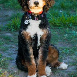 Jolene - Bernedoodle