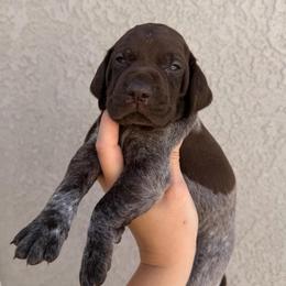 Yellow girl - Liver and white female German Shorthaired Pointer puppy in Roseville, California from Valley Pointers