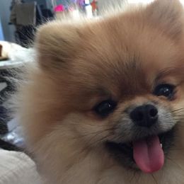 Pomeranians from Sharon's Pomeranians