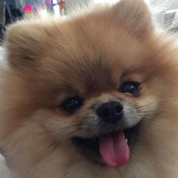 Pomeranians from Sharon's Pomeranians