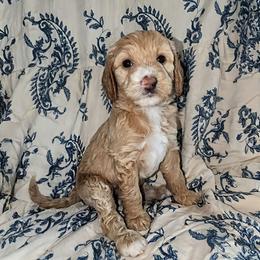Hermione - Fawn and white female Sheepadoodle puppy in Austin, Texas from Darling Doodles