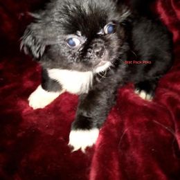Zephyr - Black male Pekingese puppy in Willow Spring, South Carolina from Pekingese Zoo