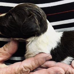 Nala boy 1 - Liver and white male Brittany puppy in Floyd Knobs, Indiana from Cross Creek Brittanys