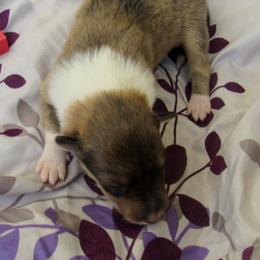 Songbird - Sable and white female Collie puppy in Morocco, Indiana from Collegiate Bassets and Rheign Collies