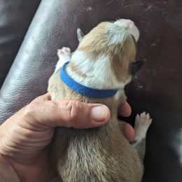 Pembroke Welsh Corgi Puppies from Jersey Shore Corgis