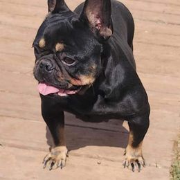 Obie - French Bulldog