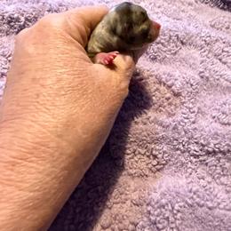 Storm - Merle male Chihuahua puppy in Seneca, Missouri from Stephanie’s Puppy Colony
