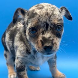 Cosmo - Merle male Chihuahua puppy in Georgia/Florida, Florida from Fiesta Pups