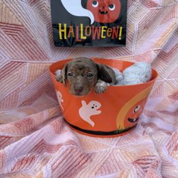 Brooke - Piebald female Dachshund puppy in Sumrall, Mississippi from JP’s Dachshunds