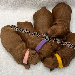 Poodle Puppies from Coasta J’s Toy Poodles