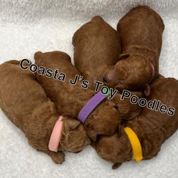Poodle Puppies from Coasta J’s Toy Poodles