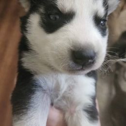 Siberian Huskies from Compton K9s