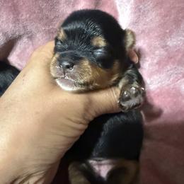 Mia - Black and tan female Yorkshire Terrier puppy in Aurora, Colorado from Lavish Yorkies