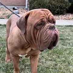 Hummer - Dogue de Bordeaux