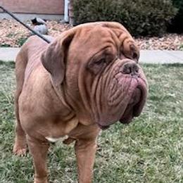 Hummer - Dogue de Bordeaux