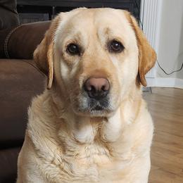 Truly - Yellow female Labrador Retriever puppy in Braselton, Georgia from Bel Amour
