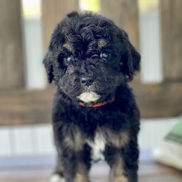 Bernedoodle and Goldendoodle Puppies from Lincoln Avenue Doodles